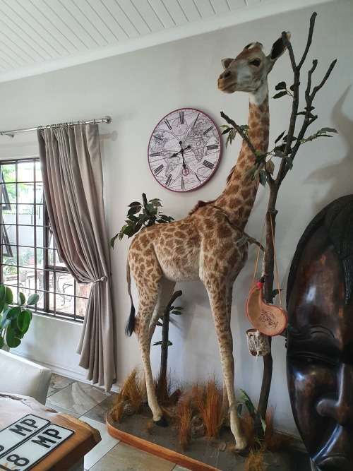GIRAFFE TAXIDERMY